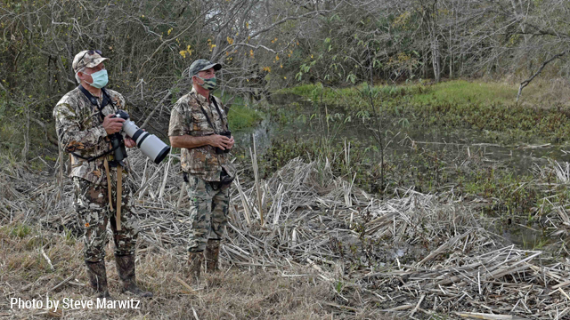 Matagorda County Bird Count