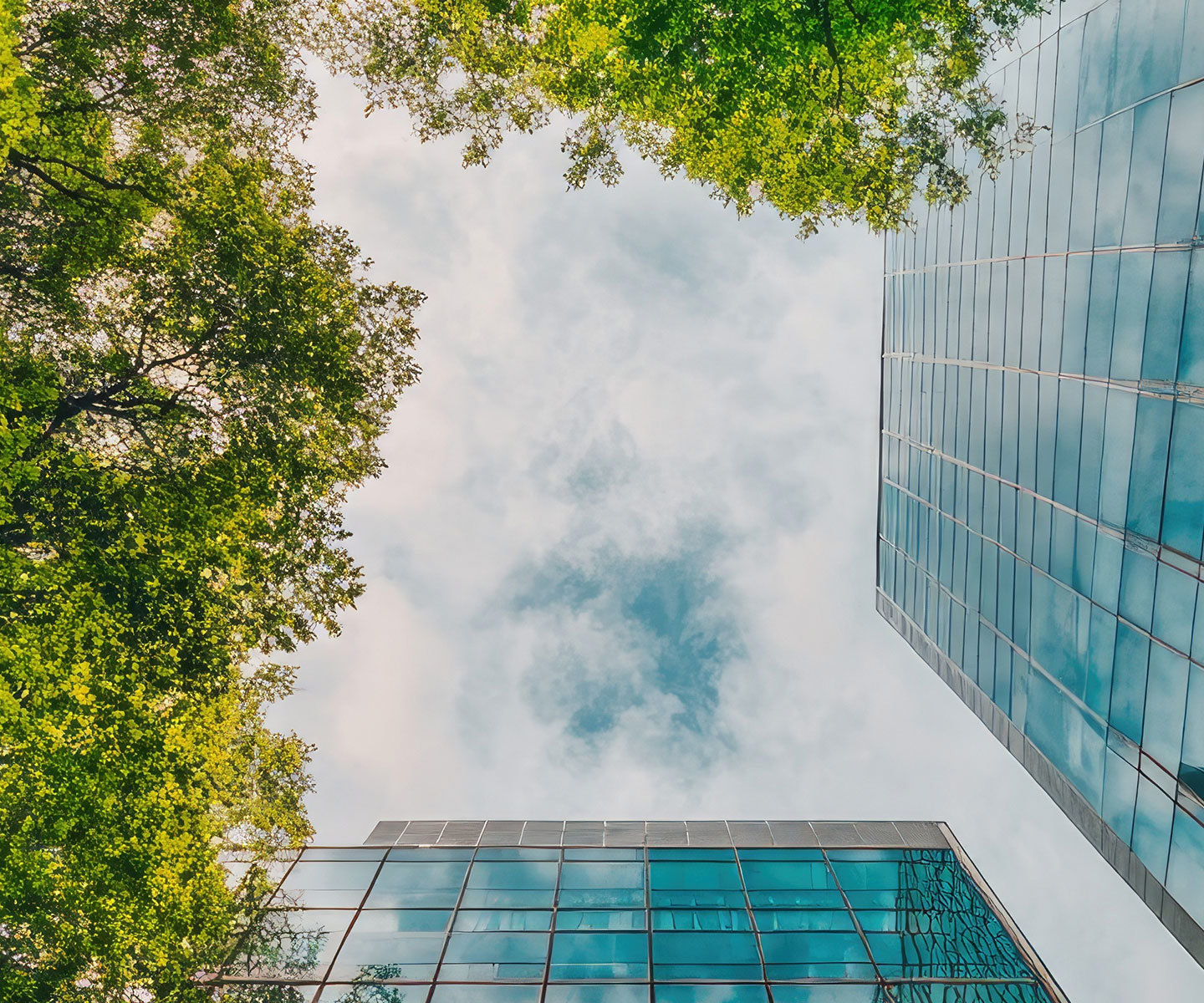 Upward view of office buildings and surrounding trees, symbolizing governance, transparency, and responsible business practices.